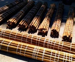 Vendo canne di bambù bambu con diametro da 1 a 10 cm.