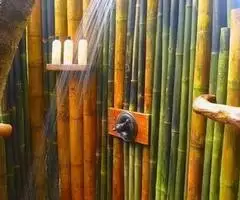 Vendo canne di bambù bambu con diametro da 1 a 10 cm. - 3