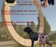 Cane Corso cuccioli - 5